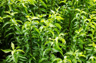 Çoklu Genç Koreli Ficus Ağaçları büyümekte, canlı Kore filizleri zengin toprakta filizlenmekte, güneş altında filizlenen yapraklar, doğa fotoğrafı için mükemmel, ya da gelişmekte olan bir orman vitrini için..