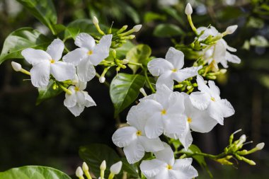 Jasmine Çiçeği Sabah Gün Işığında canlı bir begonvil çiçeği fotoğrafı güneş ışığında parlıyor bahçe kampanyası ya da tropikal belgesel için mükemmel..