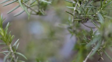 Rosemary In Front Yard, biberiyenin ön bahçede serpildiği bir belgesel, sabah güneşinde parıldayan gümüş yapraklar, bitki bahçesi filmi ya da aromatik doğa belgeseli için mükemmel..
