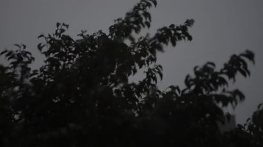 Güçlü Kore Banyan Yağmurda, fırtınalı yağmurda güçlü Kore banyan 'ının sinematik bir klibi, rüzgarda kırbaçlanan dallar, dayanıklılık filmi ya da muson belgeseli için mükemmel..