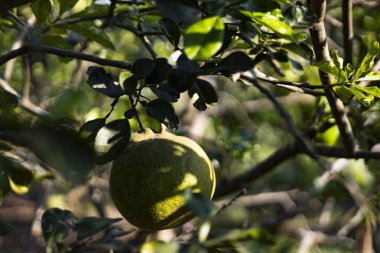 Kraliçe Çelengi Akşam Güneşi 'nde, Kraliçe' nin akşam parıltısında ışıl ışıl parlayan, zarif ışık kümeleri, lüks manzaralar ve zarif belgeseller için harika bir reklam resmi..