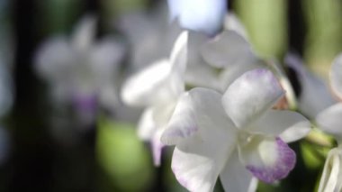 Toddler Snacks Ayçiçeği Tohumları ve Karikatür İzleme Bebek 'in en sevdiği diziyle tohumların tadını çıkardığı kaliteli bir film, kahkahalar ve çıtır çıtır çıtır atıştırmalık film ya da keyifli belgesel..