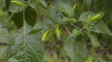 Taze Yeşil Biberler Pişirmeye Hazır, Doğa için Video Görüntüleri ve Mevsimsel Sahneler.