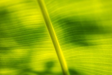 Muz Yaprağının Dokuları, organik desenleri ve pürüzsüz yüzeyleri vurgulamak, çevre dostu tasarım, yiyecek veya doğal markalaşma görselleri için ideal.