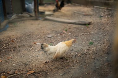Çiçeklerin Arasında Yürüyüşü, tavuk yürüyüşünün büyüleyici bir fotoğrafı, yapraklar arasında dolaşırken ılık güneş ışığı alan yumuşak tüyler, kırsal yaşam ya da doğal çiftlik belgeseli için mükemmel..