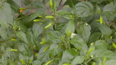 Bitki Yetiştirmeye Hazır Taze Yeşil Biberler, taze biberlerin canlı bir filmi, sabah çiğ tanecikli çalılarda sallanan parlak tohumlar, Tayland mutfak filmi veya malzeme belgeseli..