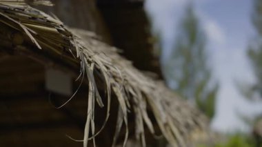 Bambu Evi 'nde Palm Leaf Sunshade çatısı, yumuşak bir palmiye yaprağı sunshade çatısı, eko ev yapımı film veya geleneksel köy belgeseli için mükemmel bir film..