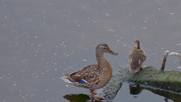 Pato con patitos — Vídeo de stock