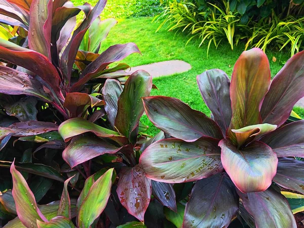 Close up of wet Cordyline fruticosa is commonly known as ti plant, palm lily, Hawaiian ti plant, andong or hanjuang after being watered in the garden.