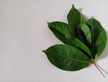 Syzygium polyanthum yaprakları yaygın olarak Endonezya defne yaprağı ya da beyaz arka planda izole edilmiş gıda tatlandırıcı olarak kullanılan daun salam olarak bilinir..