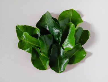 Beyaz arka planda izole edilmiş Güneydoğu Asya mutfağında kaffir limonu, makrut limonu veya Tayland limonu yaprakları olarak da bilinen Citrus hystrix yaprakları yığını bir malzeme olarak kullanılır..