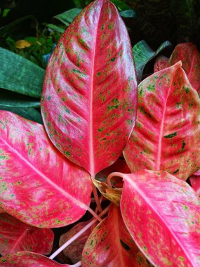 Bahçede yetişen canlı pembe Aglaonema Leydi Valentine 'a yakından bakın..