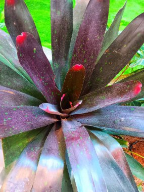 Bahçede yetişen Burgundy Neoregelia alev topu bromeliad bitkisine genel olarak Blushing Bromeliad, Crimson Cup veya Marble Fingernail olarak bilinir..