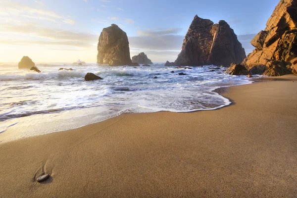  Büyük ayı plajda kayalar