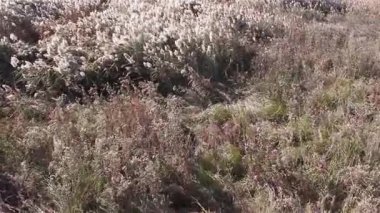 Kuru sazlık Kiev region