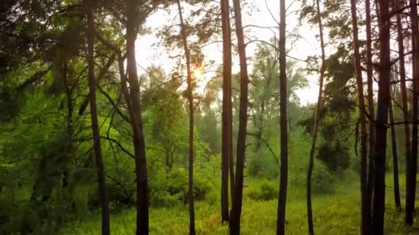 Flygande tråg skog — Stockvideo