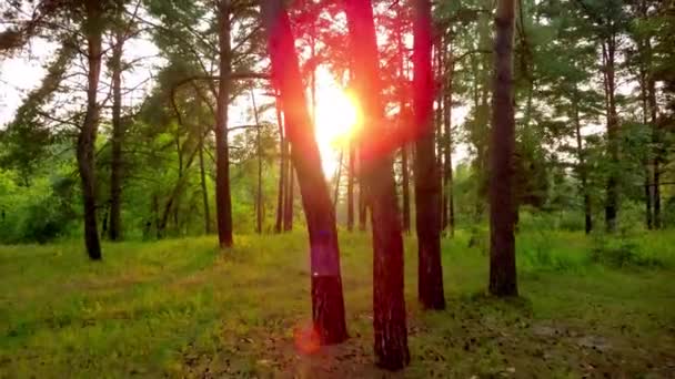 Flying trough forest — Stock Video