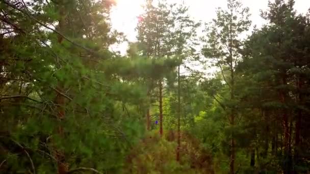 Flygande tråg skog — Stockvideo
