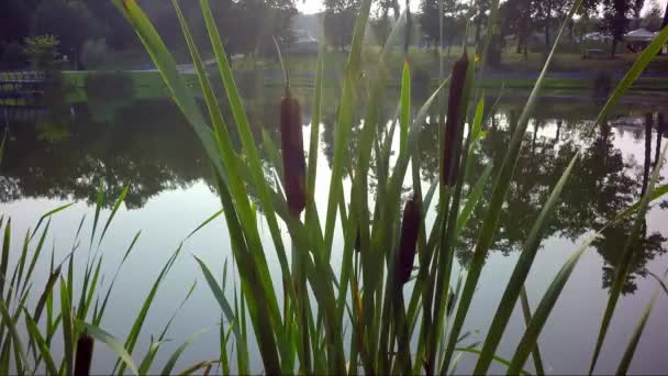Lake, reeds, nature — стоковое видео