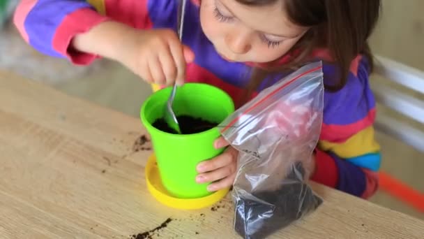 Gadis itu menanam benih di rumah — Stok Video