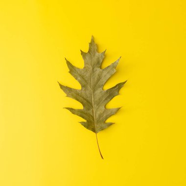 Sonbahar meşe yaprağı sarıda yalıtılmış. Çağdaş sanat doğayla, değişimle ve zamansız güzellikle ilgili. Dayanıklılık ve doğal zarafet.