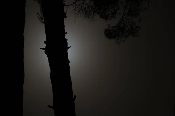 Moonlit ağaç silüeti