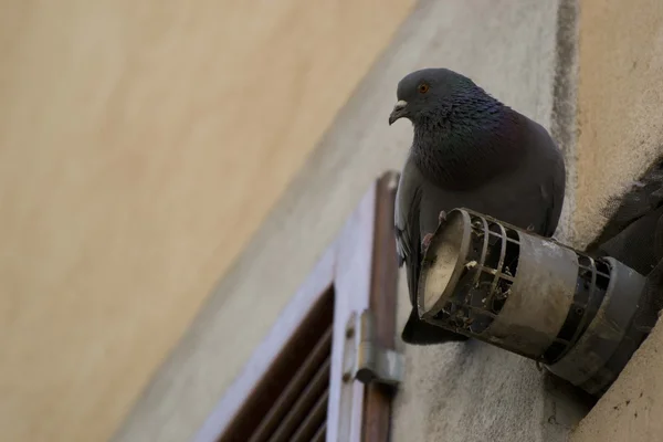 Bir tüp üzerinde bir Pidgeon