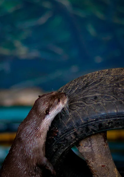 Lastik üzerinde Otter