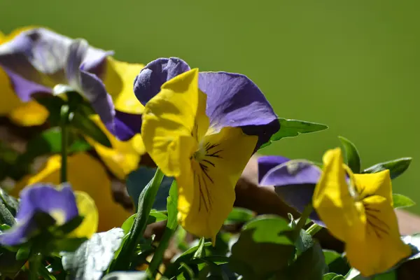 Menekşe Pansy alanı
