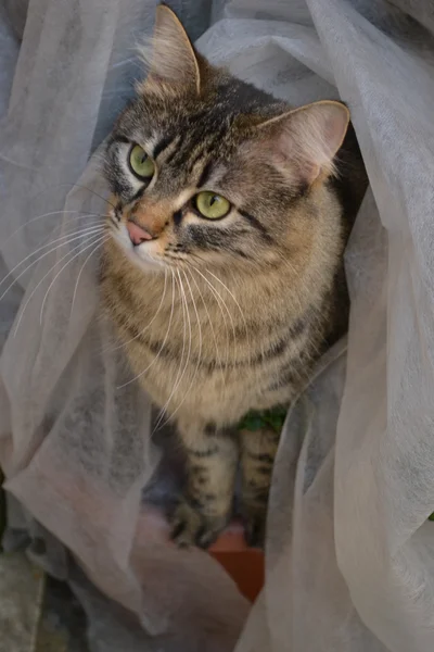meraklı kedi