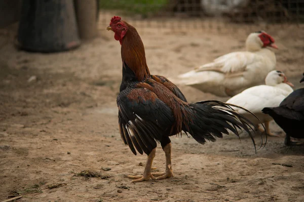 Vechtende haan. staande — Stockfoto