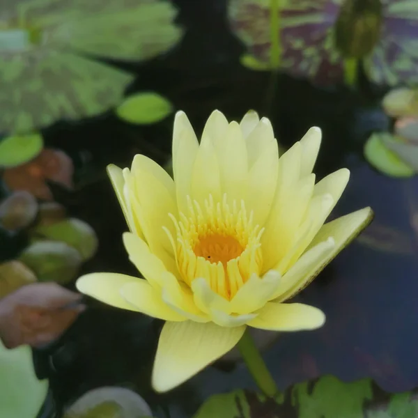 Une Belle Fleur Jaune Nénuphar Lotus Dans Étang — Photo