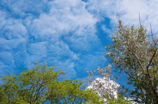 Pappelflaum auf einem Hintergrund des blauen Himmels — Stockfoto