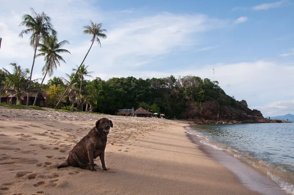 Cão na praia ensolarada de Maenam em Koh Samui, Tailândia — Fotografia de Stock