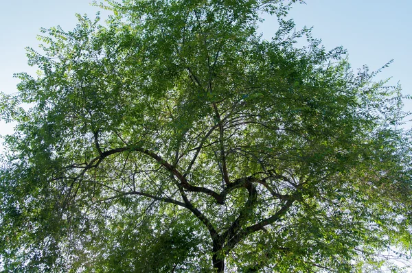Ein Baum wächst in Herzform — Stockfoto