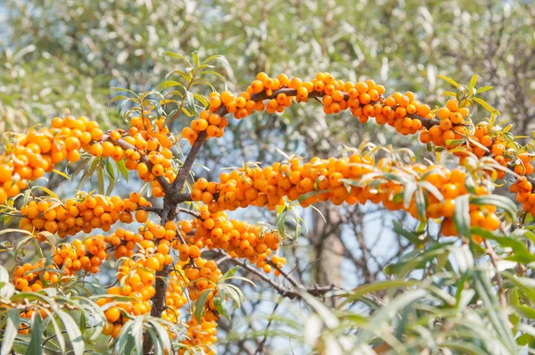 Reife Sanddornbeeren auf Zweigen — Stockfoto