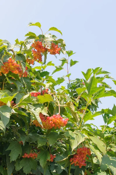 The Viburnum shrub on a sunny day. Bunch of red berries of a Guelder rose. — Stock Photo, Image