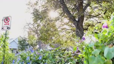 Çevredeki çitler boyunca canlı sabah zaferleri ve yeşillikler büyüyor. Yüksek kalite 4k görüntü