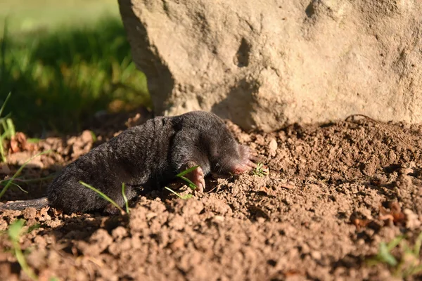 Taş Bahçe Mole. Köstebek - Talpa europaea