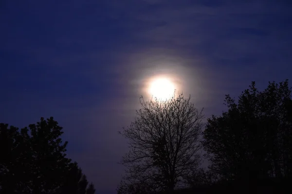Natten månen över träd. Månen på himlen. — Stockfoto