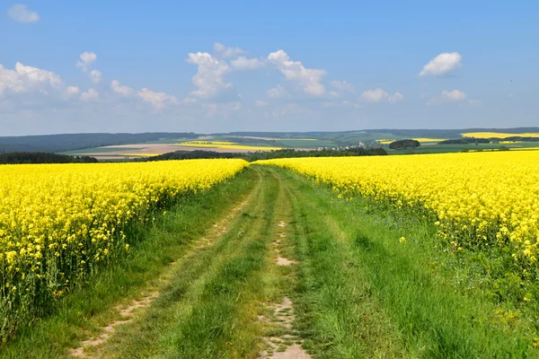 Straße im Rapsfeld — Stockfoto