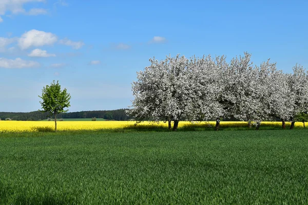 Jarní krajina s kvetoucími stromy. — Stock fotografie