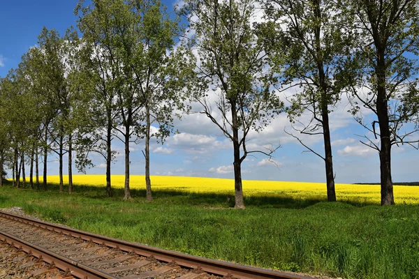 Bäume mit blühenden Rapsfeldern im Vordergrund Eisenbahngleise. blauer Himmel — Stockfoto