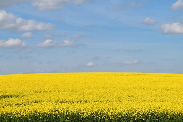 Gelbes Rapsfeld, blauer Himmel mit Wolken — Stockfoto