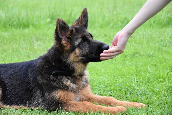 年轻的德国牧羊犬从手食中消失 — 图库照片