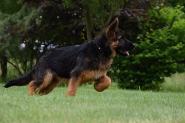 Genç Alman çoban yeşil çayır üzerinde çalışan