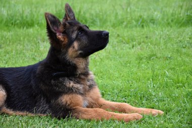 Genç Alman çoban çim üzerinde yalan ve yukarı doğru görünüyor