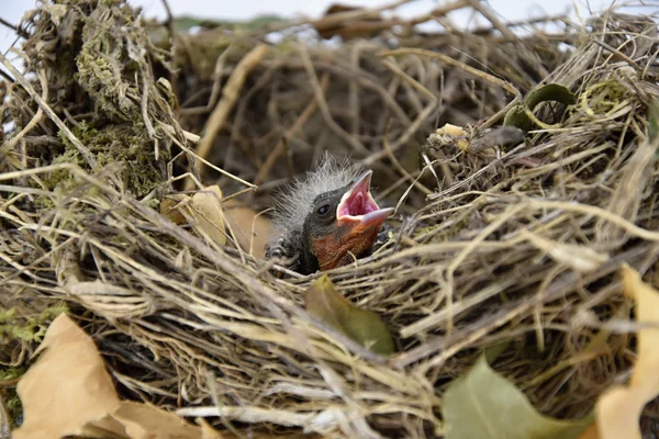 Vogelnest mit Jungvögeln — Stockfoto