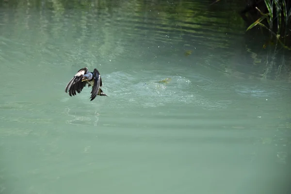 축 사 제비 물과 나뭇잎의 모금을 했다. Hirundo rustica. — 스톡 사진