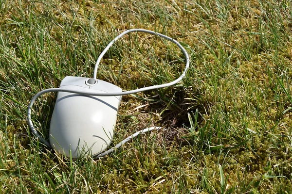 Computer mouse lying in the grass, is connected to the mouse hole. — Stock Photo, Image